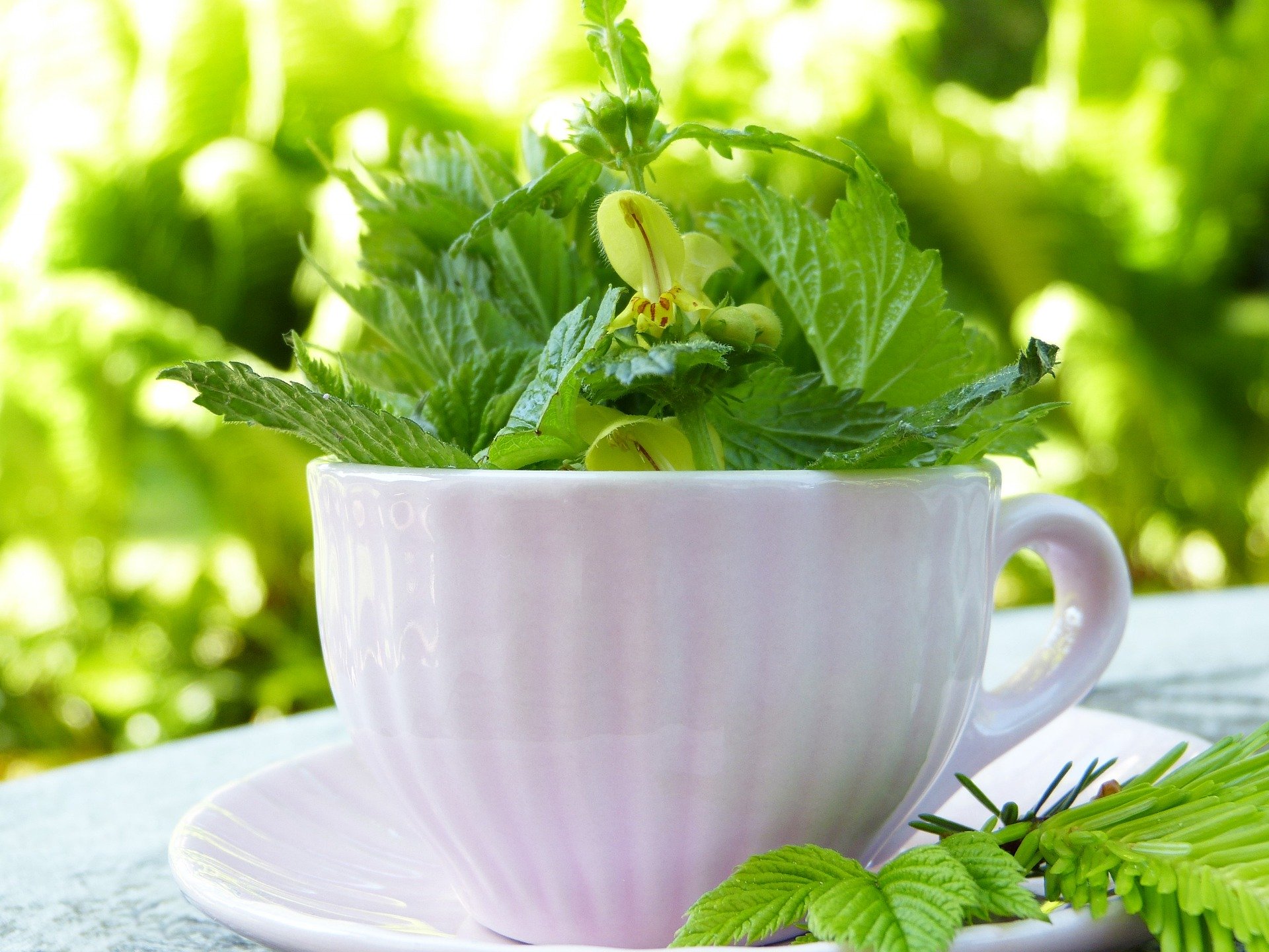 Herbatka ziołowa na pamięć